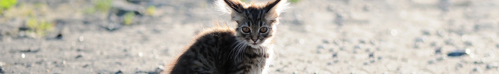 large_ist-ihre-katze-getsresst