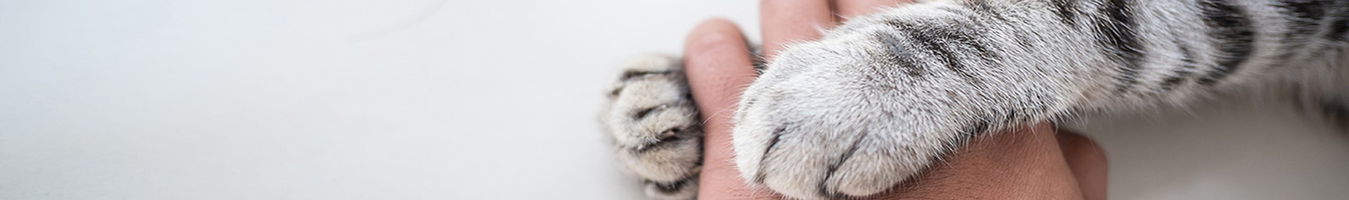 large_katzenliebe-garantiert-7-tipps