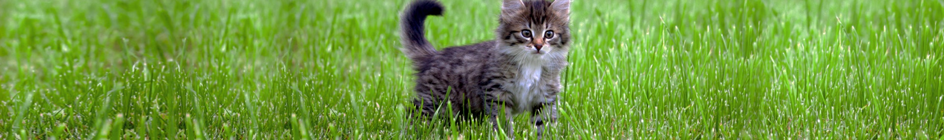 7 Tipps, Ihre Katze frühlingsfit zu machen