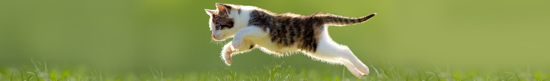 large apportiert-meine katze