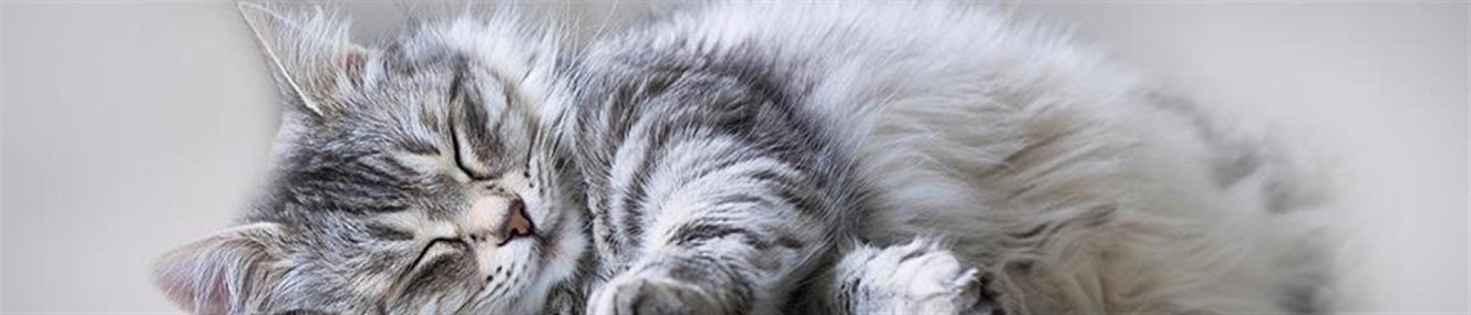 large das-beste-futter-fur-einen-guten-start-ins-leben