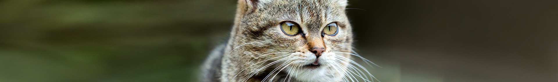 large das-fell-ist-der fingerabdruck einer katze