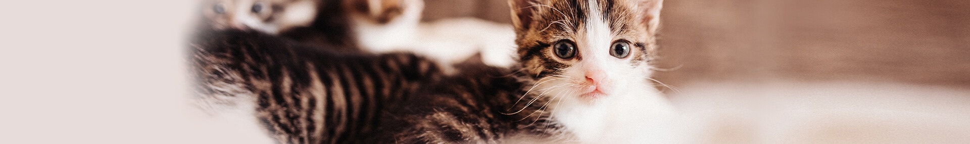 large die-anschaffung einer-katze