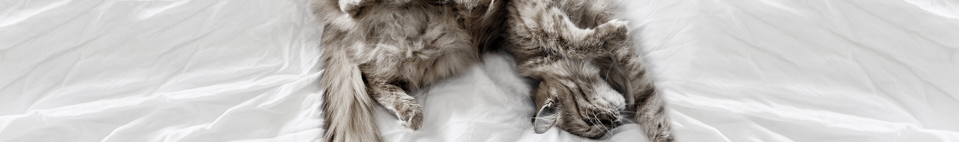  Die Checkliste für die Schnurrgarantie in Ihrer Wohnung