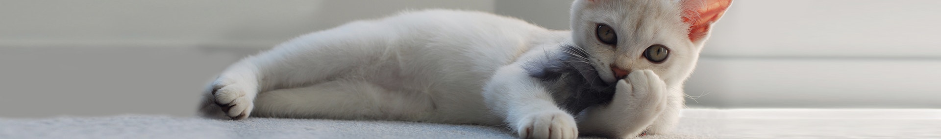 Die Katze lässt das Mausen nicht