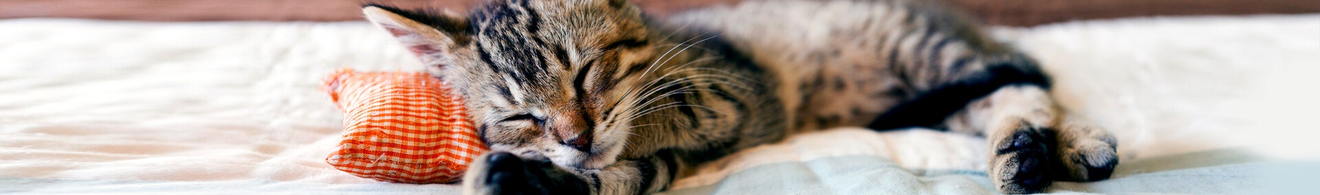 Die schönsten Katzenfotos