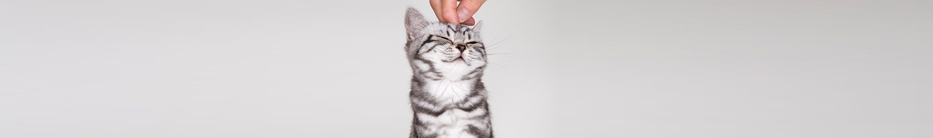 large immer der-katzennase-nach-0-636299364262729009