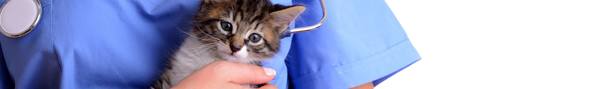 large katzchen-in not