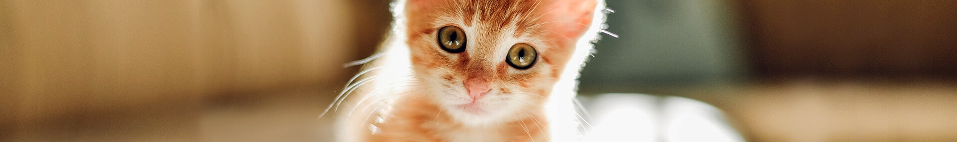 Katzen aus dem Tierheim