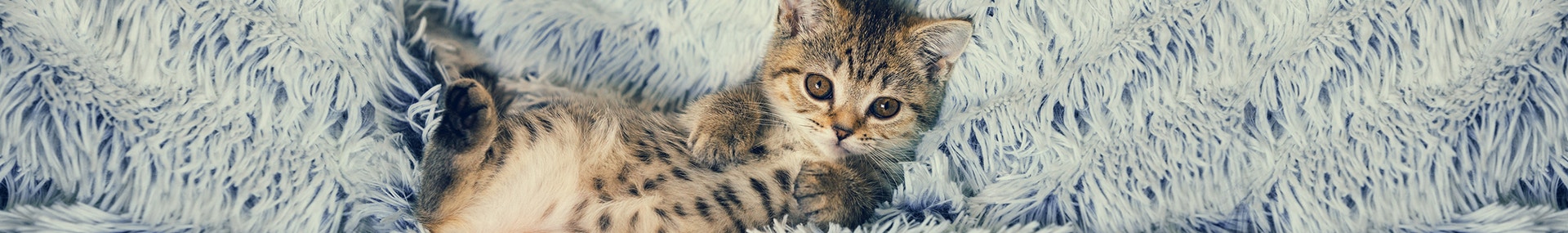 Katzenpflege im Winter