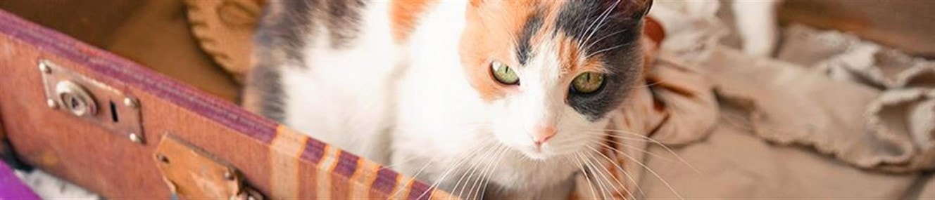 large katzensitter entspannt