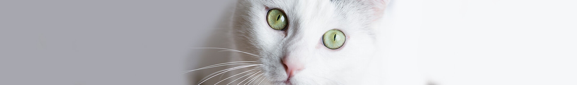 Mit den Augen einer Katze