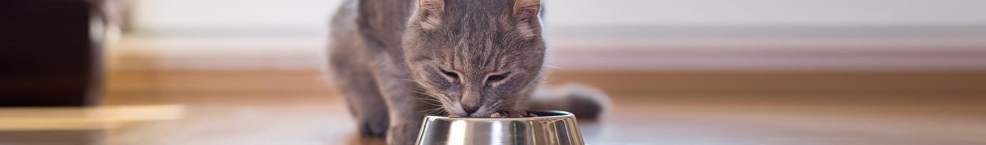 large reine geschmackssache die-sinne-ihrer-katze