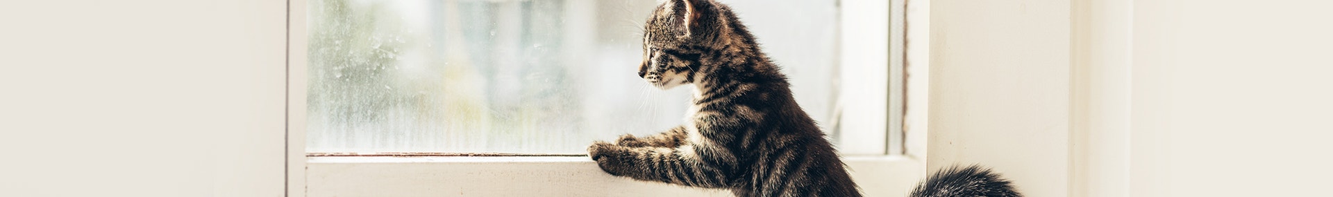 large sicher-im-haus-und bei streifzugen