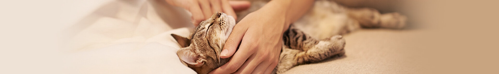 So können Sie brave Kätzchen belohnen