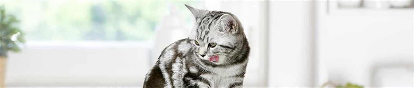 Wieso Whiskas weiß, was Katzen am besten schmeckt