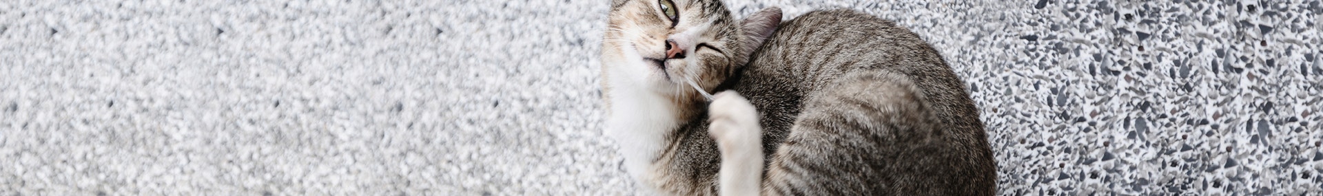 large zecken-und flohe-bei katzen