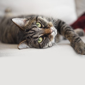 Ausgewogene Ernaehrung