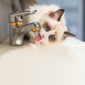 Katzen trinken