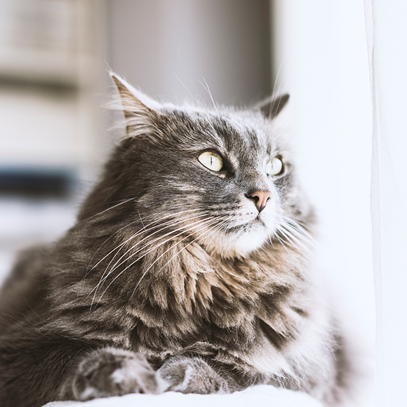 01_MMC Whiskas Artikel