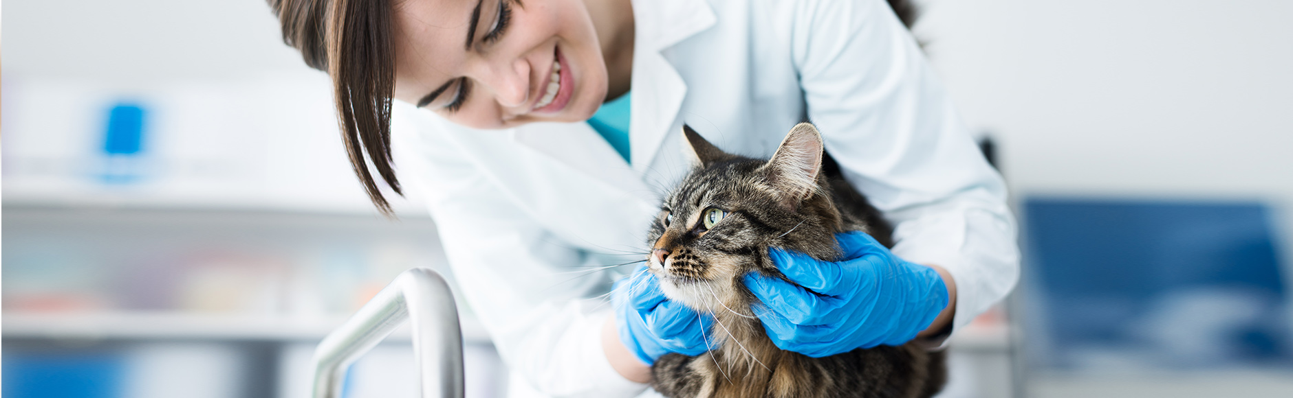 Whiskas Artikel_Katzensitter_Big-Image