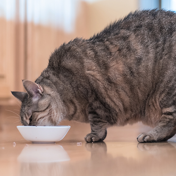 02_MMC Whiskas Artike