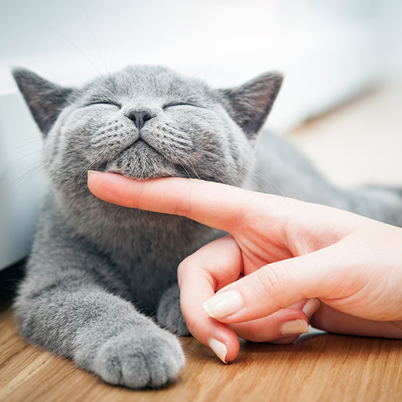 03_Whiskas_Artikel_Katzensitter_Small-Image-Right