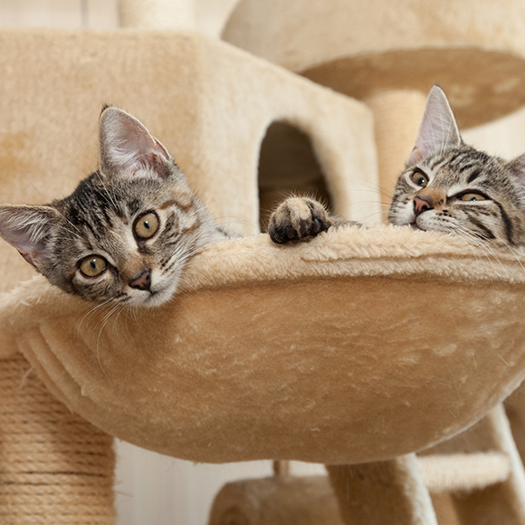 04_Whiskas_Artikel_Katzensitter_Small-Image-Left