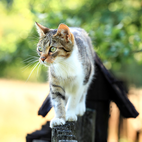 cat art5