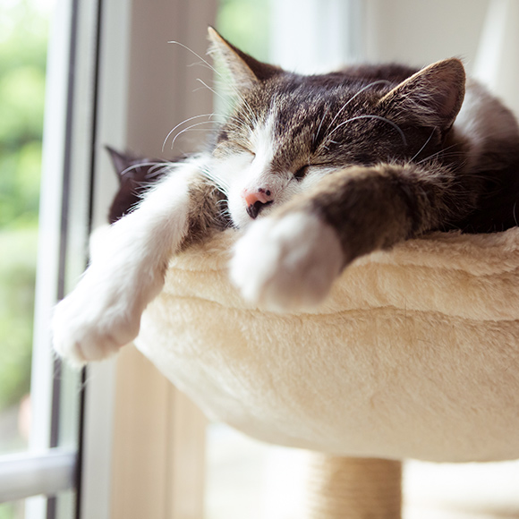 cat art9