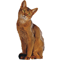 thumb abessiner-0 Image