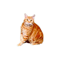 thumb american wirehair