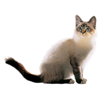 thumb birmakatze heilige-birma-0