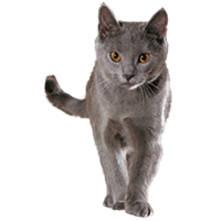 thumb chartreux kartauser