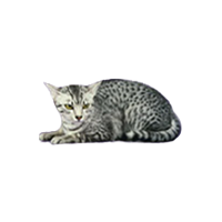thumb egyptian-mau-0