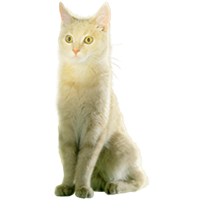 thumb europaisch kurzhaar ekh-0