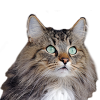 thumb norwegische waldkatze-636353626761228330
