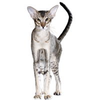 thumb orientalisch kurzhaar-0