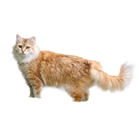 thumb sibirische katze-0