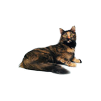 thumb turkisch angora-0