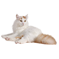 thumb turkisch van-0