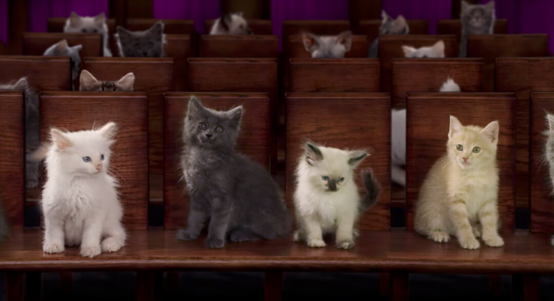 Kitten College Whiskas®