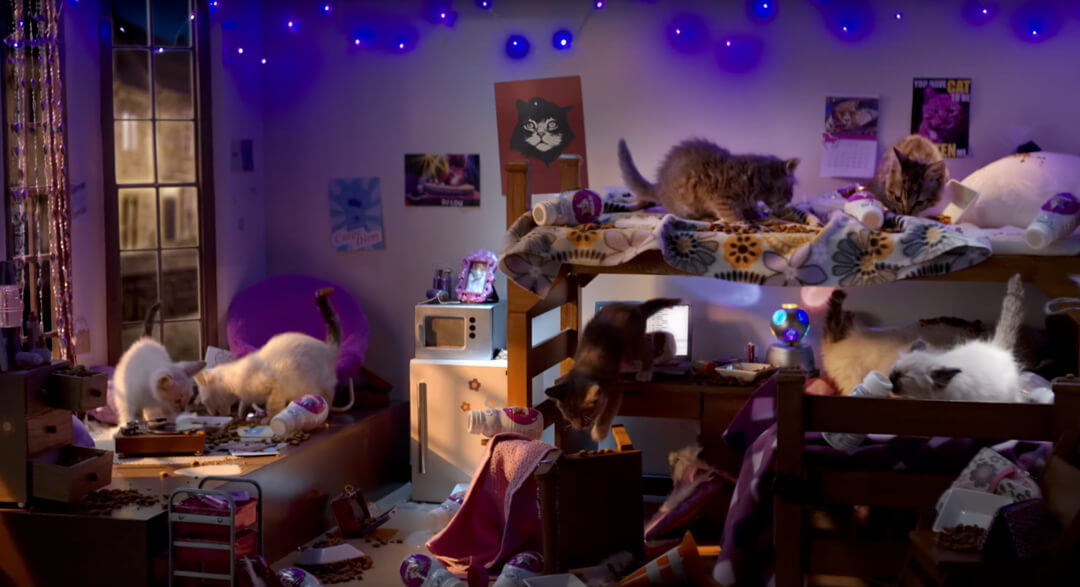 Kitten College Whiskas®