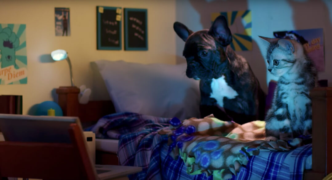 Kitten College Whiskas®