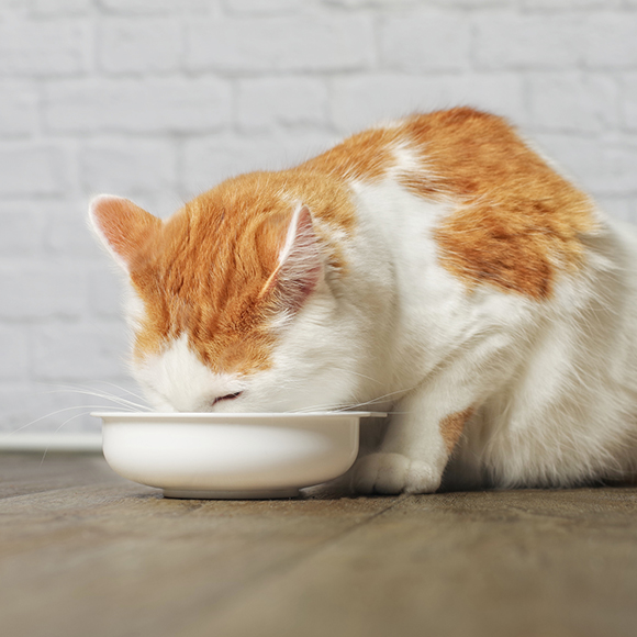 01_MMC_Whiskas_Artikel