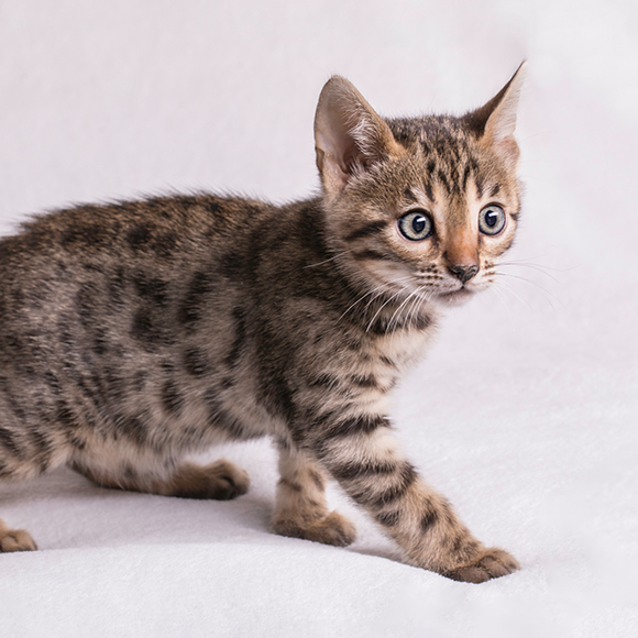 01_MMC_Whiskas_Artikel