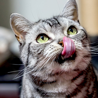 01 Whiskas-Sinne-der-Katze