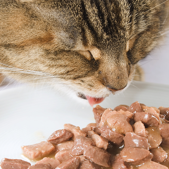 02_MMC_Whiskas_Artikel