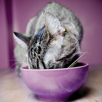 02_Whiskas Sinne-der-Katze