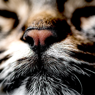 04_Whiskas Sinne-der-Katze